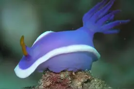 大开眼界：10大动物界中的雌雄同体生物！图片