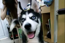 走丢的二哈被撞后，上前指责司机时，司机反驳的话，让人心碎了！图片