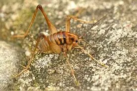 这种厨房、灶间、墙缝中常见的昆虫是什么？图片