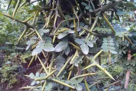 这种树浑身长满刺果实像豆角，只用来洗衣服那就可惜了图片