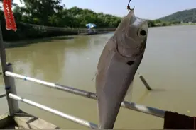 夏季咸淡水 卢阳降鲻鱼  自制饵料钓罗非鱼图片