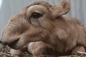 19种身体会说话的动物，你可能不会相信这是真实的图片