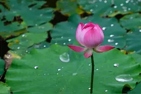 镜湖三百里，柳丝岸边垂，望荷雨中姿---- 太昊伏羲淮阳图片