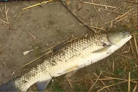 海竿加上爆炸钩炸鱼上饵操作方法大爆光图片