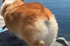 在汪界扭得一手sexy屁屁的狗是谁？这销魂屁屁扭的我给满分～图片