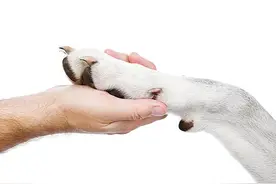 怎么好好的狗子突然就走不了路了？来说说趾间炎这个大魔王！图片