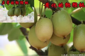 你见过果皮是黄白颜色的猕猴桃吗？图片