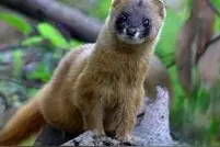 民间禁忌传说，黄大仙请封、出马弟子请仙和夜路莫回头图片