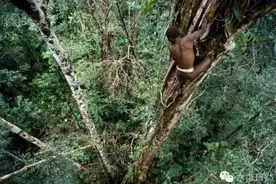 神秘科罗威部落住在树上为家，还相信能透过吃人的习俗消灾解厄图片