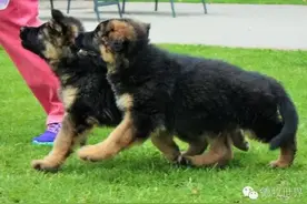 童真、快乐，国外孩子与德牧图片