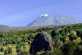 赤道上的乞力马扎罗山顶真的有雪吗？图片