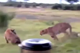 鬣狗欲抢猎豹食物，猎豹三连击，怒吼吓坏鬣狗，怂得这么丢脸！图片