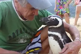 老人和企鹅，看了这个故事的人都被感动了！图片