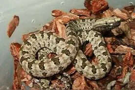 超级毒的蛇：蝮蛇科全介绍，令人胆寒的可怕生物图片