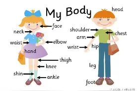 身体部位的单词你最多会几个图片