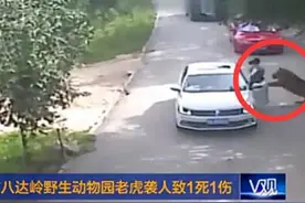 八达岭猛虎伤人事件引深思 大象熊猫也不是好惹的！图片