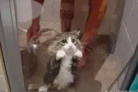 喵星人的天敌竟然有这么多图片