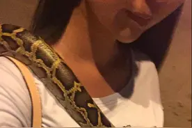 钓鱼回家，发现一妹子把蟒蛇缠着身上玩图片