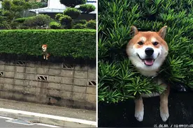 柴犬为什么喜欢钻洞卡在外面？真相是不只柴犬会卡在外面图片