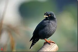 八哥说话有玄机：第一次开口叫谁的名字，谁就倒霉？图片