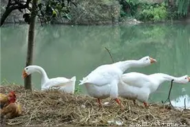 农村孩子大都跟鹅干架，你有被追着跑过吗图片