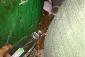 两小奶狗被弃垃圾堆，艰难求生，喂水一瓶盖，却懂得留给兄弟一半图片