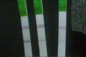 关于如何自测排卵的详细报告图片