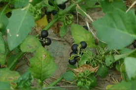 在农村能看见这种结黑粒的植物，就是不知道它的学名图片