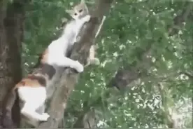 调皮的小猫咪跑到树上去下不来，猫咪妈妈亲自上树救援视频封面