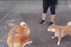 柴犬的大招，甩屁股