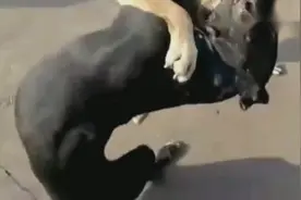 中华犬大战比特犬，大黄战出了中华犬的威武和名望，好样的大黄！视频封面