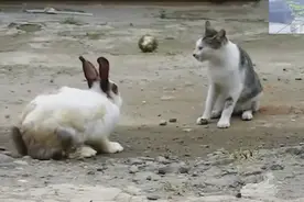 喵星人看上了小兔子，看来种族并不是问题