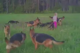 这女孩绝对是没有人敢惹，一群德牧贴身保护！视频封面