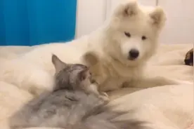 调皮的萨摩耶与家里的猫咪唯美画面从来没出现过3秒！