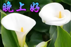 晚上好！一首歌《累累累》送给下班的你，亲爱的辛苦了！