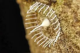 秘鲁现神秘蜘蛛产卵后建篱笆护仔 或为蝇虎科蜘蛛图片