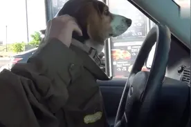 狗驾驶汽车恶搞麦当劳员工视频封面