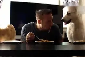 金毛听主人口令才开始吃饭，好听话！视频封面