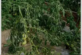 番茄青枯病的防与治图片