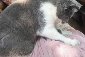 小猫离家后一天归来，和主人变得特别亲图片