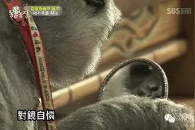 这些动物真是要成精了嘛！图片