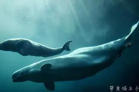 小鲸在水里如何喝奶呢，它会不会吸到海水喝呢？图片