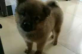 没吃饭的狗狗跑到家里来 不理它结果它做的事情让我吃惊图片