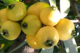 夏日植物：葡萄都吃过，那蒲桃你吃过吗？图片