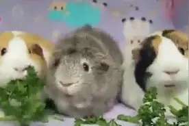 对你们的评价除了“吃货”外想不到更恰当的词汇了