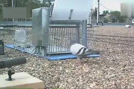 怎么逮住一只天落鸽？还不是鸽子自己撞门进去的