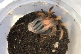 30秒带你看完蜘蛛蜕皮全过程，最后出来的一刻惊艳了视频封面