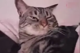 喵咪被闹钟吵醒后的反应，像不像你自己的每天早上的时候！