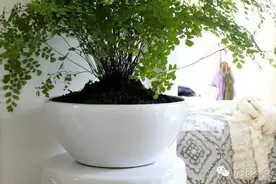 花友找了很久的耐阴植物，有这些就够了！图片