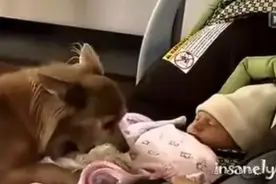 狗狗第一次见到小主人的反应真是萌翻,而大家却被最后一幕暖哭了图片